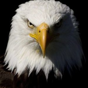 Profile photo of Willie Crawford