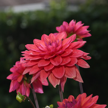 Profile photo of kevin-huang