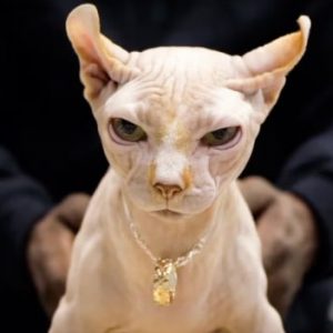 Profile photo of 復仇者 修羅力熊